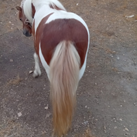 Pony femmina