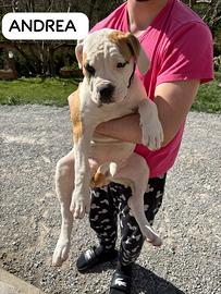 Cucciole di bulldog americano