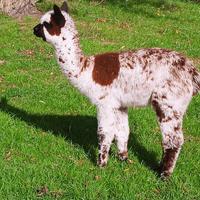 Alpaca per fattorie didattiche