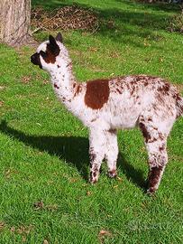 Alpaca per fattorie didattiche