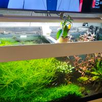 acquario d'acqua dolce 