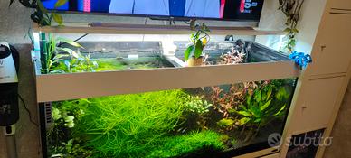 acquario d'acqua dolce 