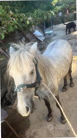 Pony maschio