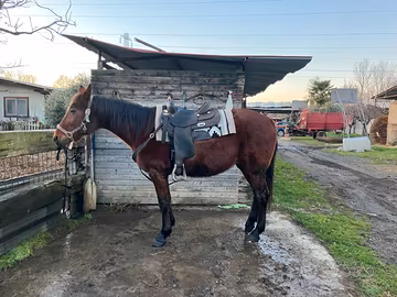 Cavallo per passeggiate