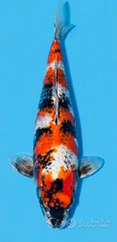 carpe koi giapponesi 