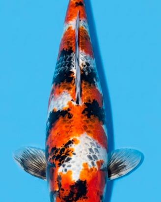 carpe koi giapponesi 