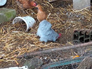 Galletto grigio perla