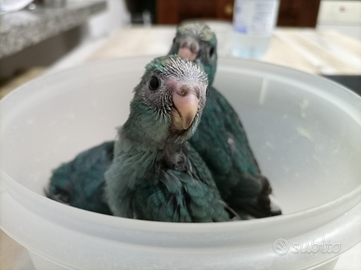 Kakariki allevati a mano