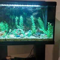 Acquario 90 lt