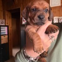 Bassotti a pelo corto