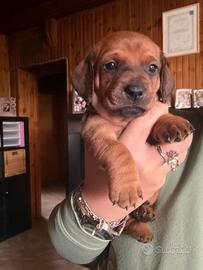 Bassotti a pelo corto