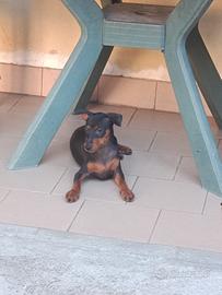 Cucciolo Pinscher nano maschio 