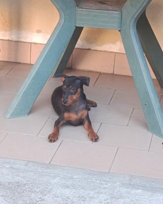 Cucciolo Pinscher nano maschio 