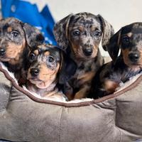 Cuccioli di bassotti Arlecchino nani kaninchen