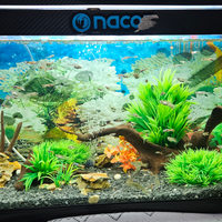 Acquario