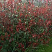 piante photinia red