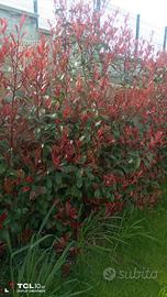piante photinia red