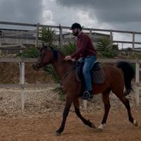 Cavallo da maneggio