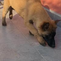 Pastore belga malinois cuccioli