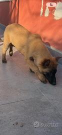 Pastore belga malinois cuccioli