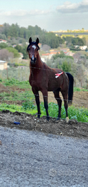 Cavallo Purosangue arabo