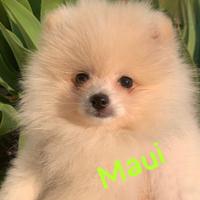 Cucciolo di Pomerania con Pedigree enci