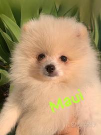 Cucciolo di Pomerania con Pedigree enci