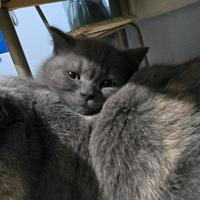 Gattini scottisch straight