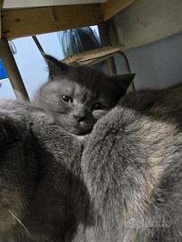 Gattini scottisch straight