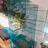 gabbia turchese per uccelli