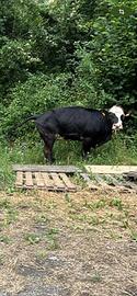 Meticcio Angus