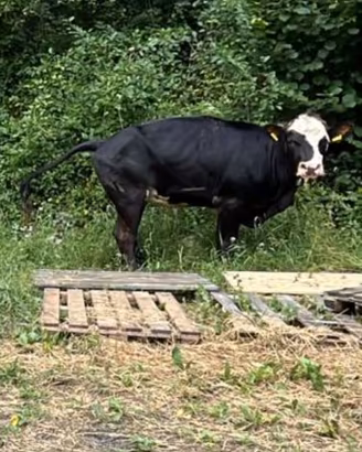Meticcio Angus
