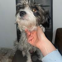 Cuccioli di piccola taglia