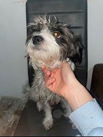 Cuccioli di piccola taglia