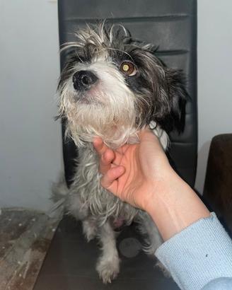 Cuccioli di piccola taglia