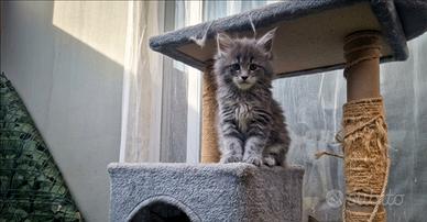 Cuccioli Maine coon