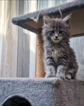 Cuccioli Maine coon