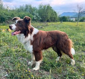 Border Collie per monte