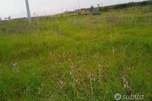 Terreno agricolo pianeggiante località campolongo