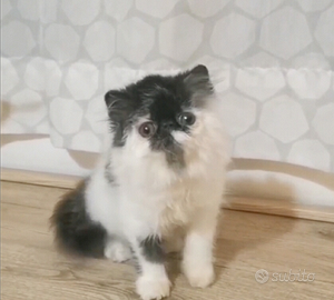 Cucciola di persiano