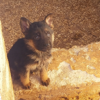 Cuccioli pastore tedesco