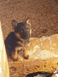 Cuccioli pastore tedesco