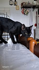 Rouge noir in adozione