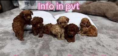 Barboncini toy e mini toy