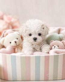 Maltipoo Miny Toy disponibili subito