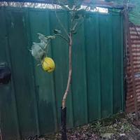 piante limoni