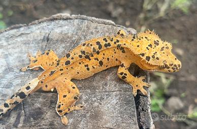 Geco Ciliatus/Crestato Maschio