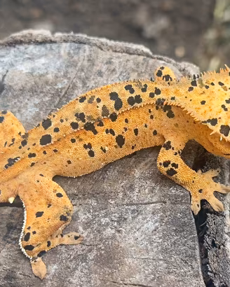 Geco Ciliatus/Crestato Maschio