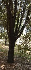 bosco da tagliare