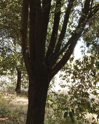 bosco da tagliare